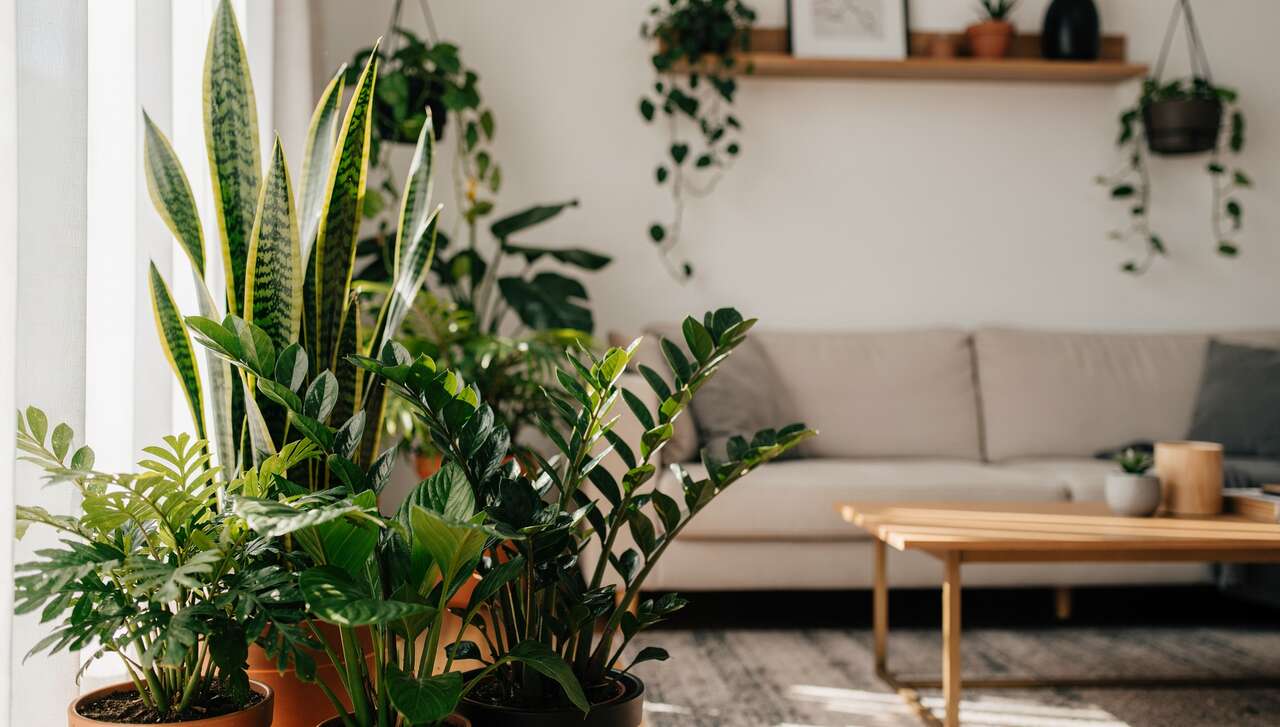 L'entretien minimal des plantes faciles à vivre